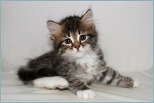 Female Siberian Kitten from Deedlebug Siberians